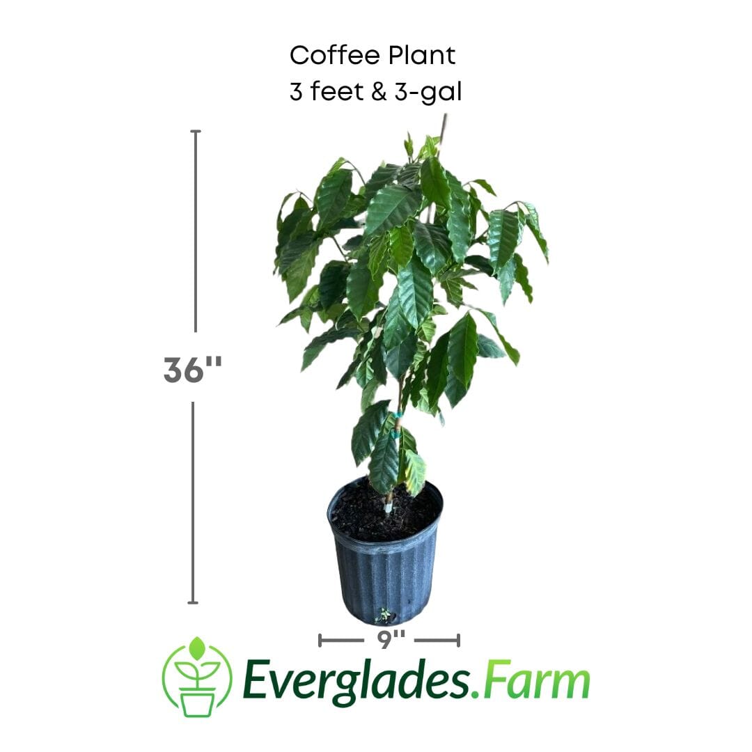 Everglades Farm coffee plant, 12-18 inches tall, in a 1-gallon container, with healthy green leaves and new growth.