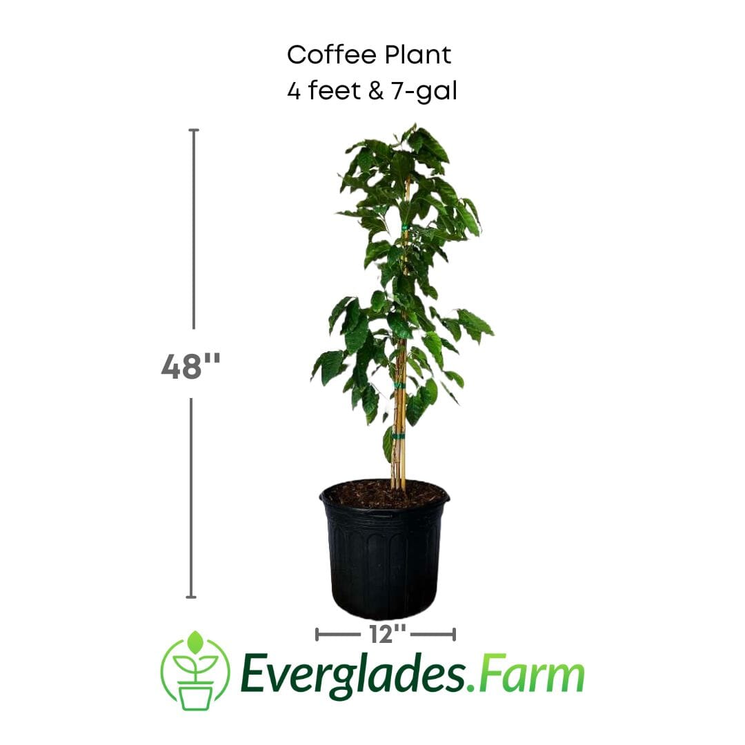 Everglades Farm coffee plant, 12-18 inches tall, 1-gallon size, healthy green foliage, ideal for home coffee cultivation
