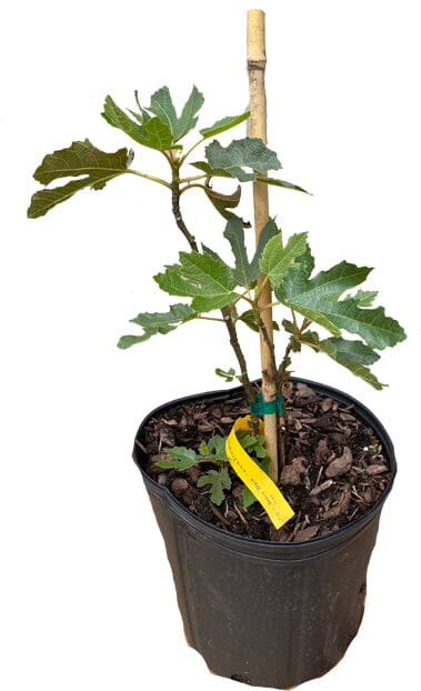 Dwarf Fig Tree Beers Black - Blessings Grow Meadows -