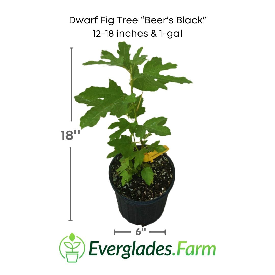 Dwarf Fig Tree Beers Black - Blessings Grow Meadows -