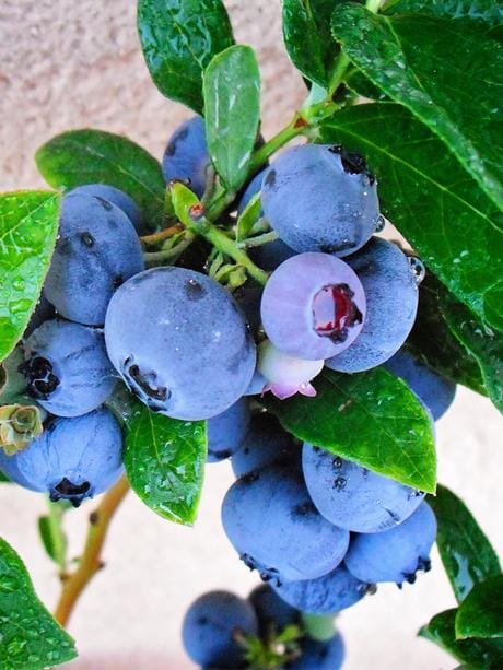 Everglades Farm Emerald Blueberry Southern Highbush in 1-gallon pot, showing lush green leaves and healthy growth.