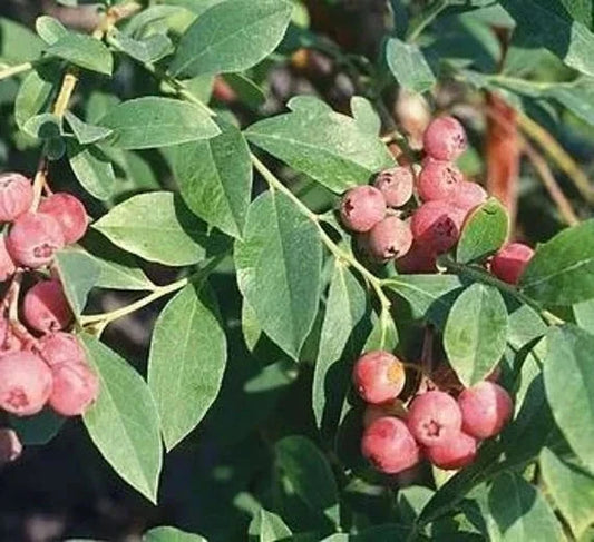 Everglades Farm Florida Rose Blueberry plant, 12-18 inches tall in a 1-gallon container, with lush green leaves and healthy berries.