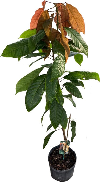 Forastero Cacao Chocolate Tree - Blessings Grow Meadows -