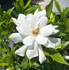 Everglades Farm Frost Proof Gardenia (Jasminoides) in 12-18 inch 1-gallon size, showing lush green foliage and blooms.