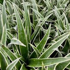 Juicy pineapple plant from Everglades Farm, 12-18 inches tall, 1-gallon size, featuring green leaves and developing pineapple fruit.