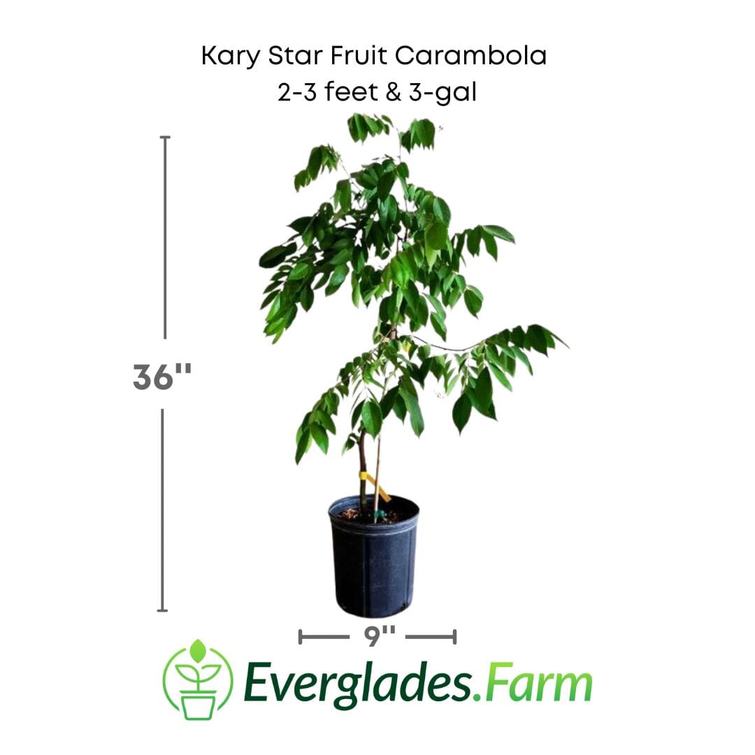 Grafted Kary Star Carambola fruit tree from Everglades Farm, 12-18 inches tall in a 1-gallon container, ready to grow.