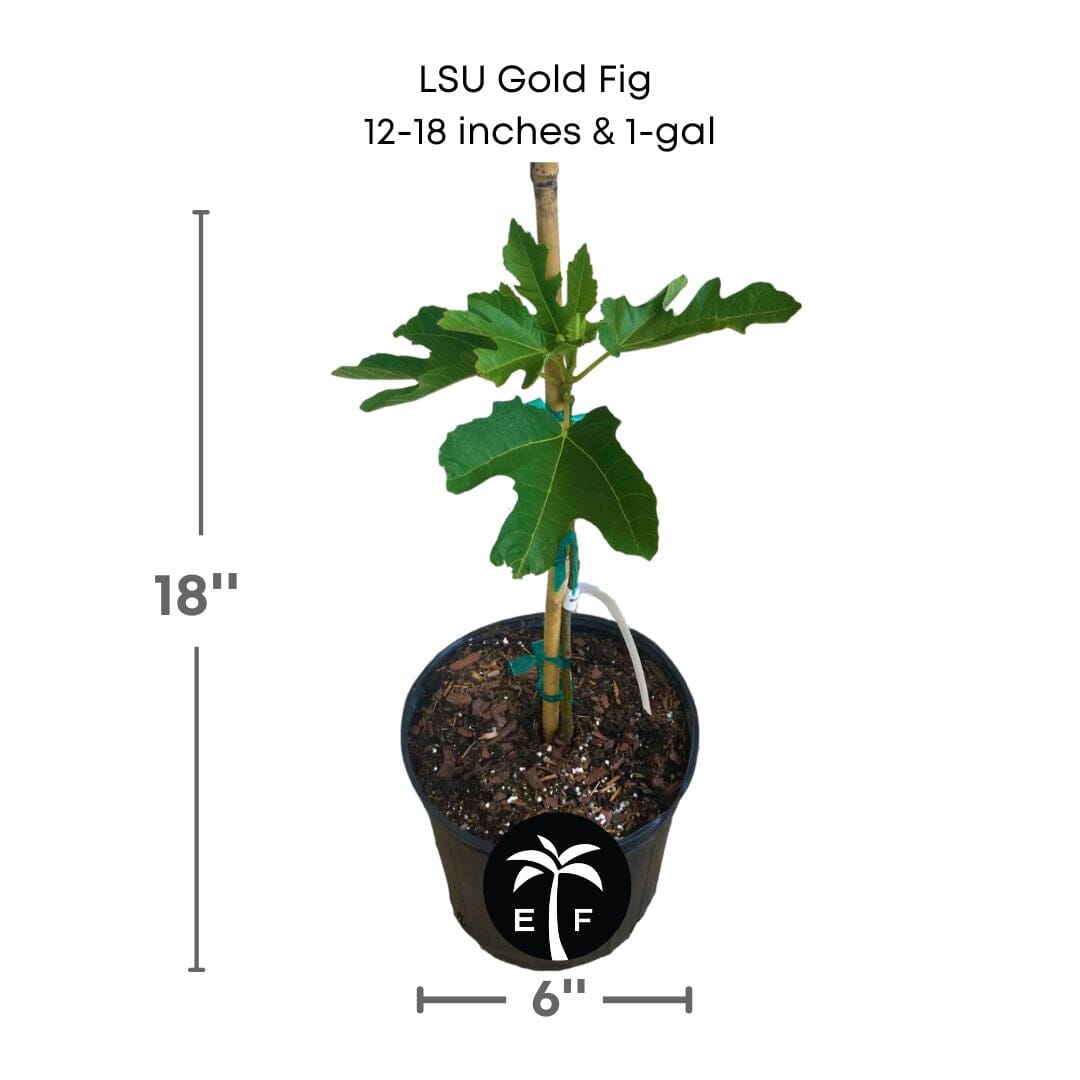 LSU Gold Fig Tree (Ficus carica 'LSU Gold') - Sweet, Golden Fruits for Your Garden - Blessings Grow Meadows