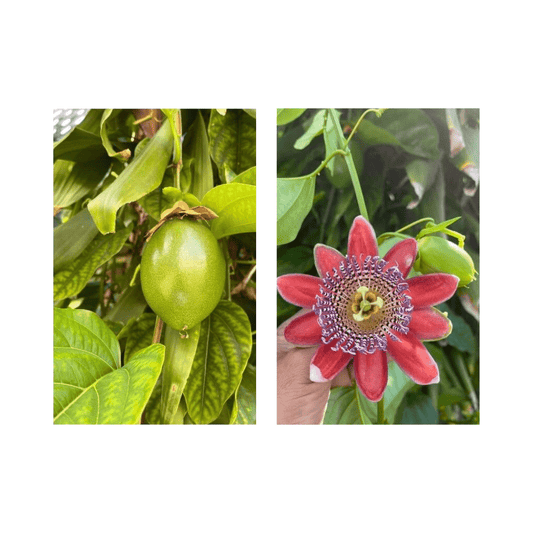Ripe yellow Mountain Sweet Granadilla plant from Everglades Farm with lush foliage and vibrant fruit, 12-18 inches in a 1-gallon pot.