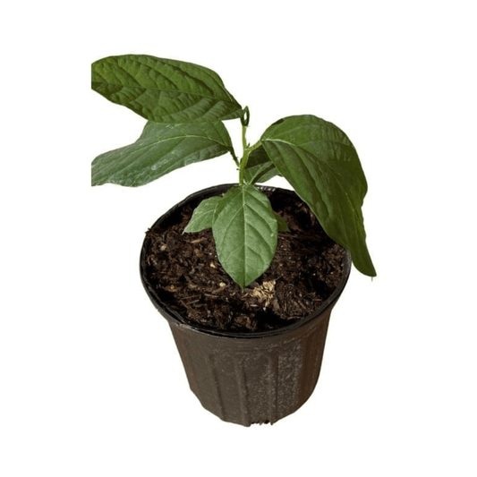 Ripe yellow Mountain Sweet Granadilla plant from Everglades Farm, exotic Passiflora ligularis with yellow fruit in a 1-gallon pot.