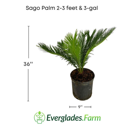 Everglades Farm Sago Palm Tree in 3-gallon container, 3 feet tall with lush green fronds, ideal for indoor or outdoor decor.