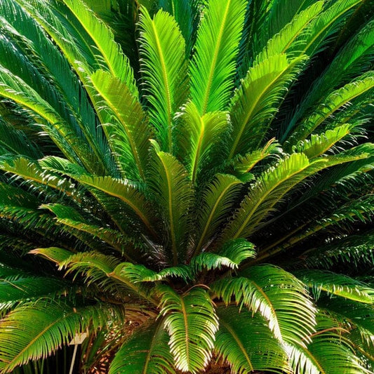 Everglades Farm Sago Palm Tree in 3-gallon container, 3 feet tall, with lush green fronds and thick trunk.