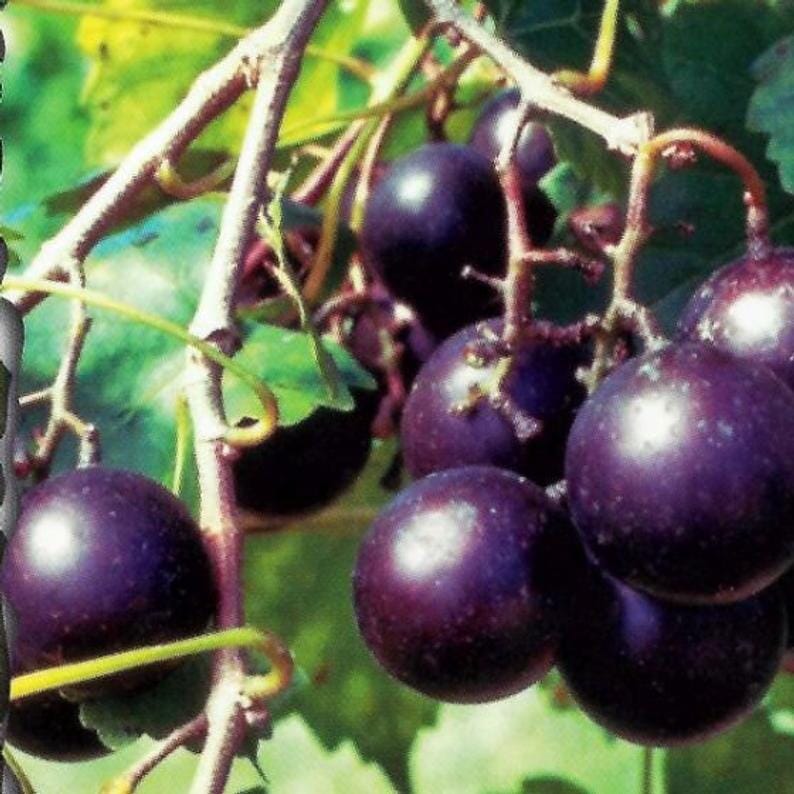 Everglades Farm Muscadine hybrid grape plant, 12-18 inch tall in 1-gallon container, super sweet fruiting vine.