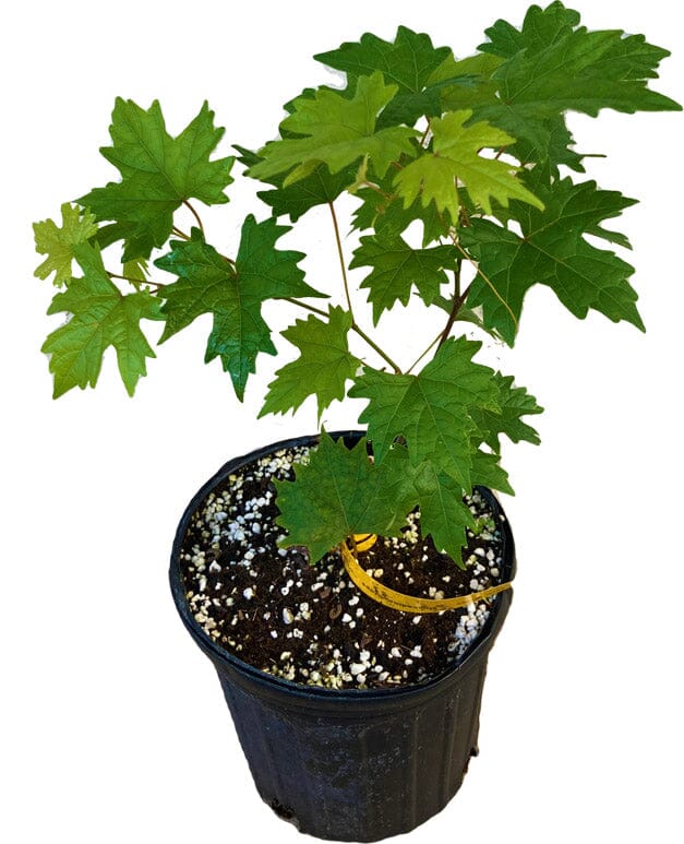 Everglades Farm Muscadine hybrid grape plant in a 1-gallon container, showing lush green leaves and healthy growth, 12-18 inches tall.