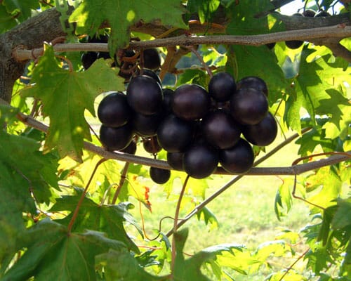 Everglades Farm Muscadine hybrid grape plant, 12-18 inches tall in a 1-gallon container, super sweet and ready to grow.