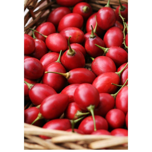 Everglades Farm Tamarillo Tree Tomato plant in a 1-gallon container, 12-18 inches tall, with green and red fruit visible.