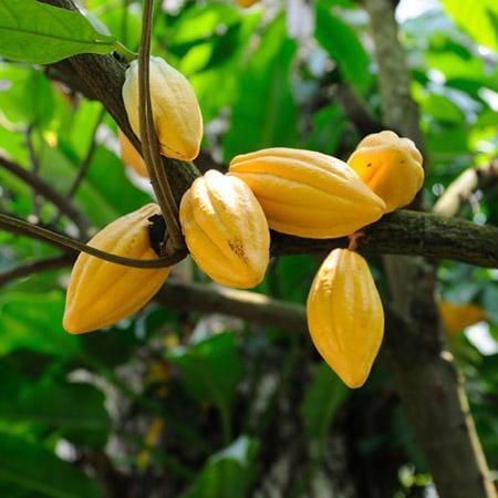 Trinitao Cacao Tree Yellow, Long Ribbed – Fruit-Bearing Theobroma Cacao Tree - Blessings Grow Meadows