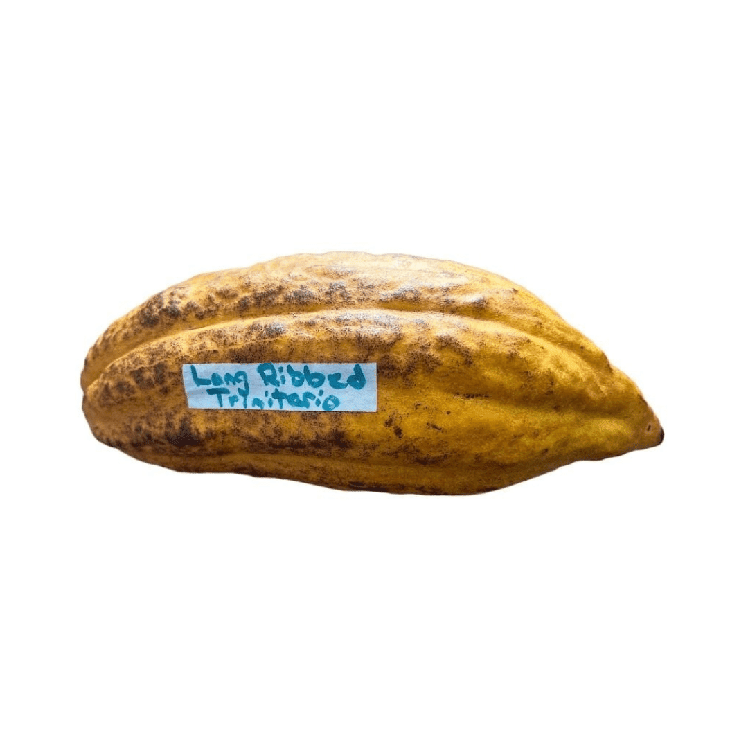 Trinitao Cacao Tree Yellow, Long Ribbed – Fruit-Bearing Theobroma Cacao Tree - Blessings Grow Meadows