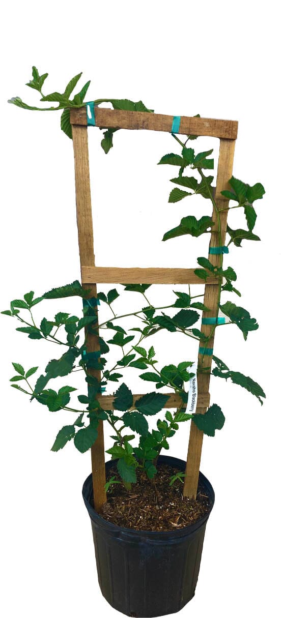 Everglades Farm Von summer-bearing thornless blackberry plant in a 1-gallon container, 12-18 inches tall, ready for planting.
