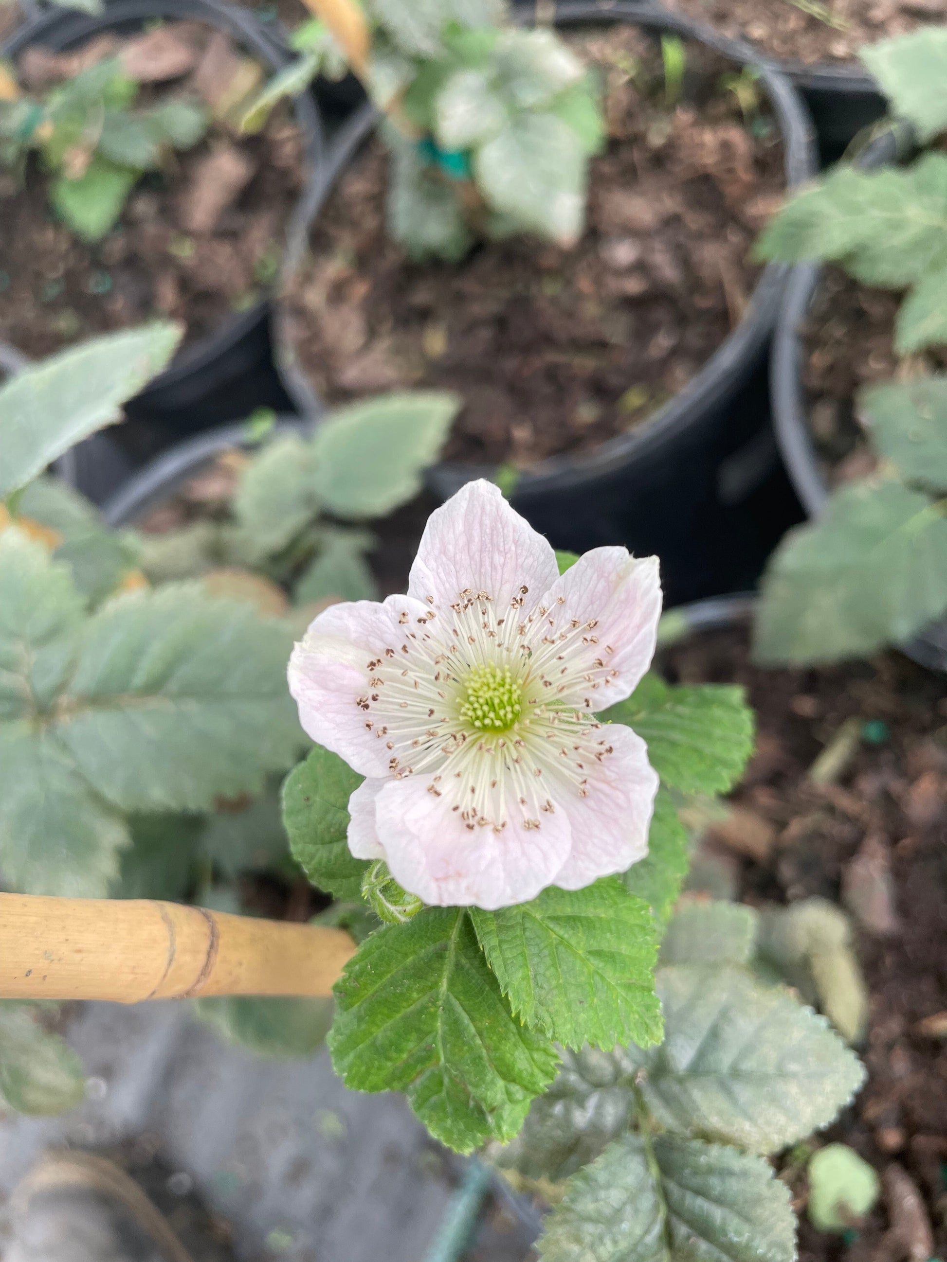 Everglades Farm Von Summer Bearing Thornless Blackberry Plant in a 1-gallon container, 12-18 inches tall, healthy and lush.