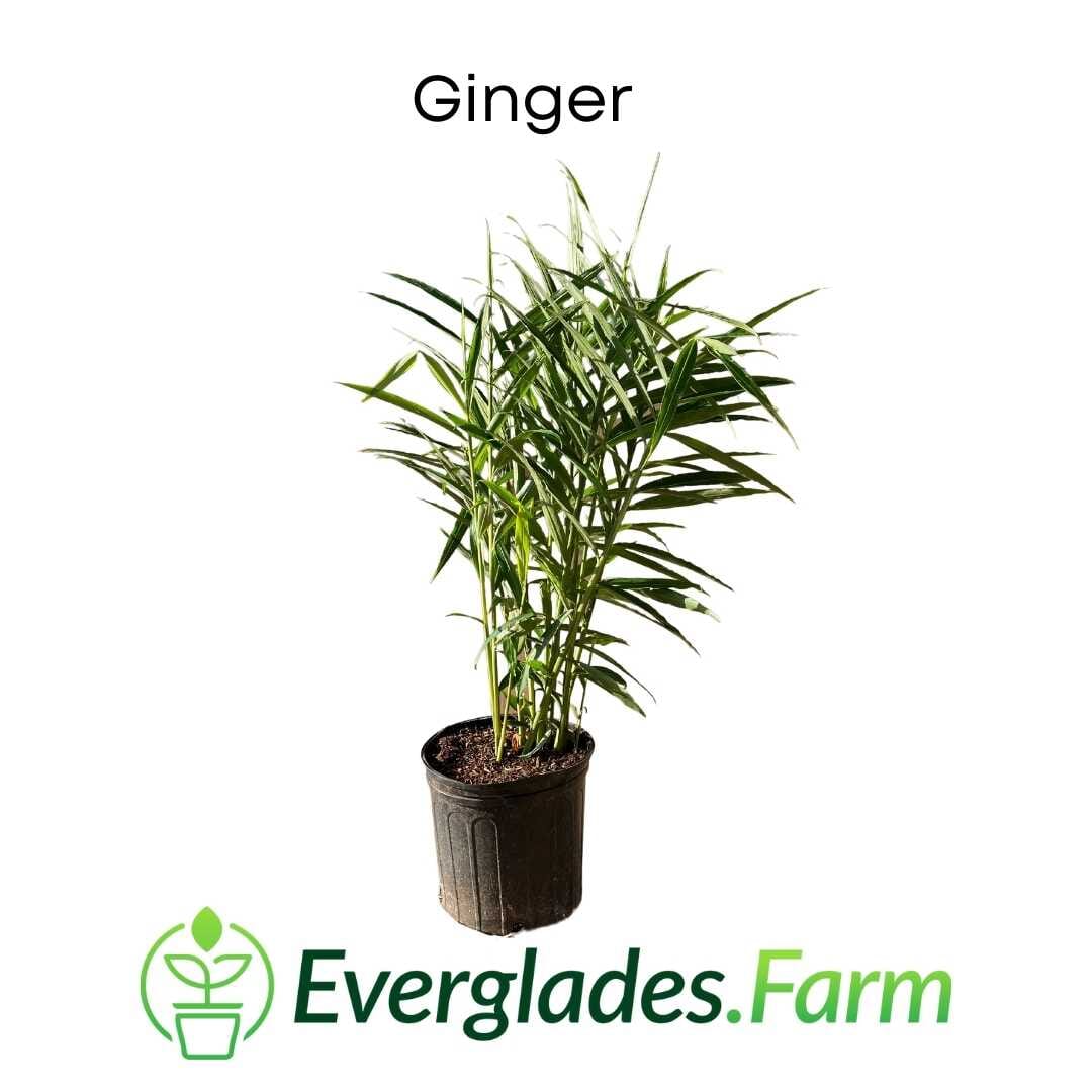 Everglades Farm 12-inch, 1-gallon ginger plant with lush green leaves, ideal for home gardening and culinary use.
