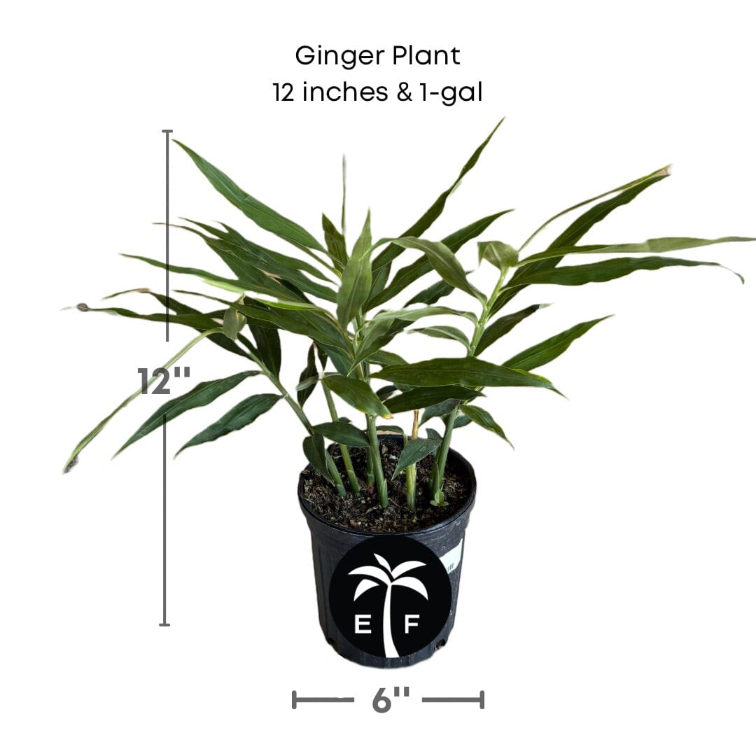 Everglades Farm 12-inch, 1-gallon ginger plant with lush green leaves, ready for planting in a garden or container.