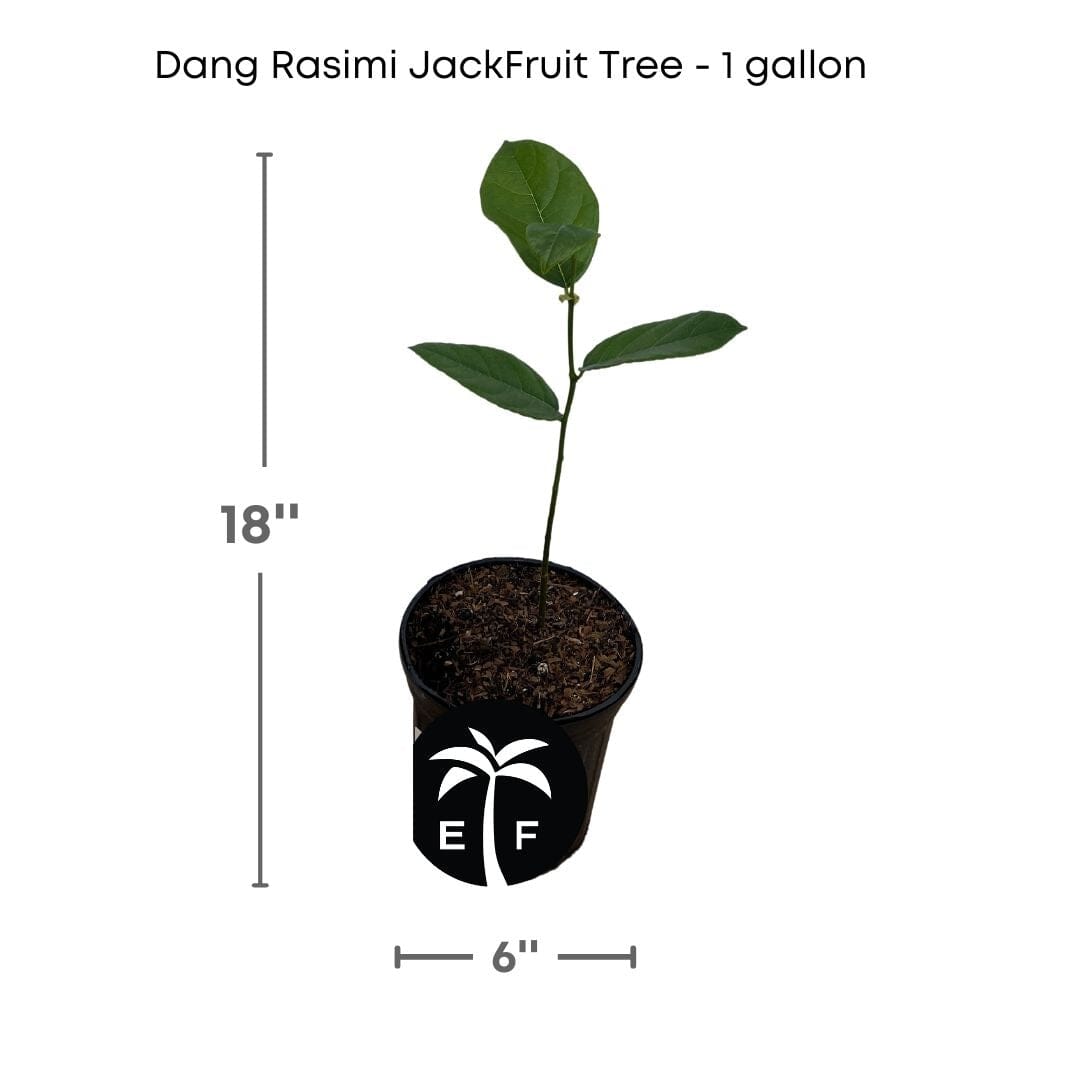 Dang Rasimi Jackfruit Dwarf Tree, from Seedlings - Blessings Grow Meadows