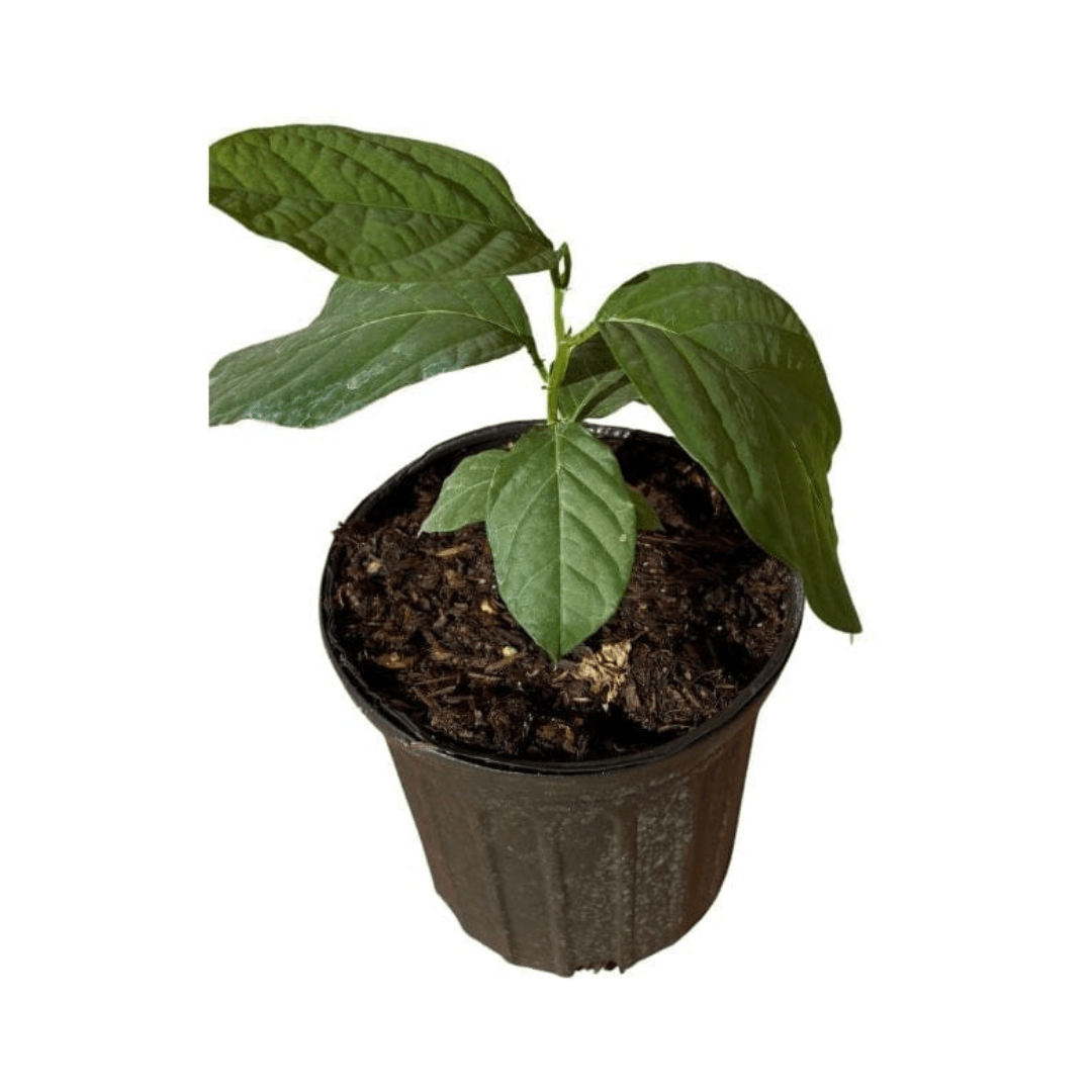 Ripe yellow Mountain Sweet Granadilla plant from Everglades Farm, exotic Passiflora ligularis with yellow fruit in a 1-gallon pot.