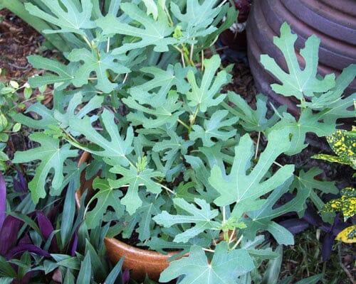 Magnolia Fig Tree - Blessings Grow Meadows -