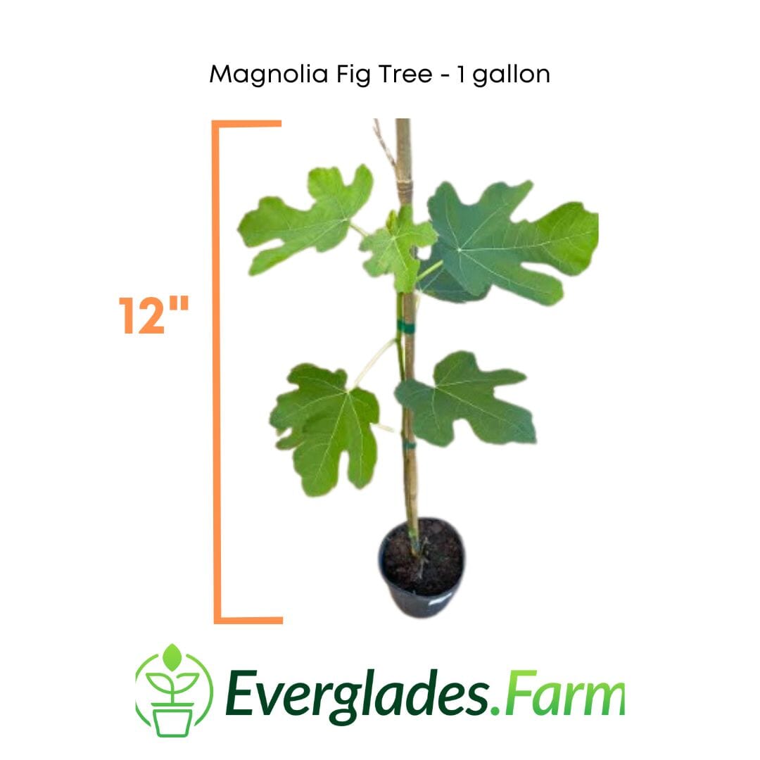 Everglades Farm Magnolia Fig Tree, 24-30 inches tall, 1-gallon size, with lush green foliage and a healthy trunk.