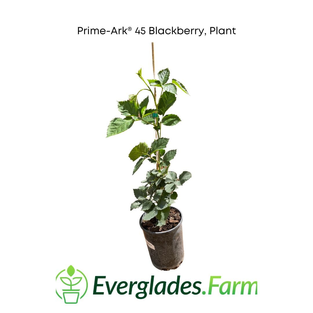 Prime-Ark® 45 Blackberry Plant - Blessings Grow Meadows