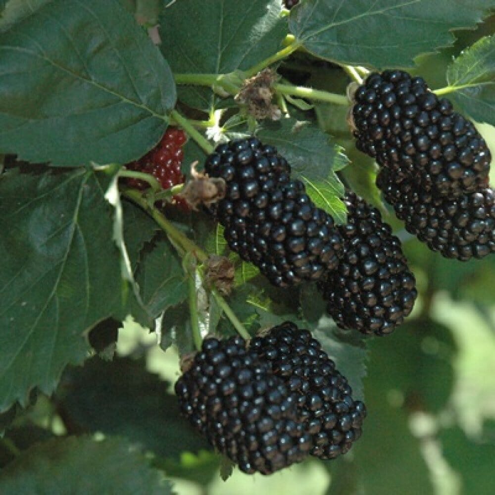 Everglades Farm Prime-Ark® 45 blackberry plant, 24-30 inches tall, 1-gallon nursery container, healthy and ready to grow.