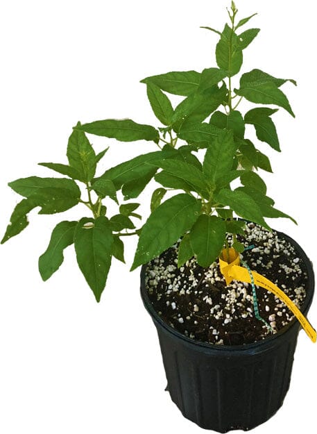 Everglades Farm Prolific Kiwi Hardy Plant with lush green leaves and developing sweet, tangy kiwi fruits, 24-30 inches tall in a 1-gallon pot.