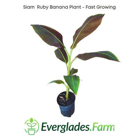 Everglades Farm Siam Ruby Banana Plant, 24-30 inches tall, 1-gallon size with vibrant green and reddish-purple leaves.