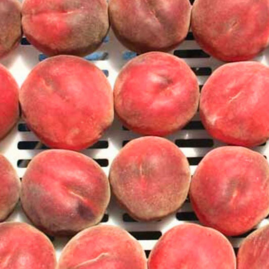 UF One Peach Tree Grafted - Fast-Growing, Low-Chill, Golden-Yellow Fruit for Warm Climates - Blessings Grow Meadows