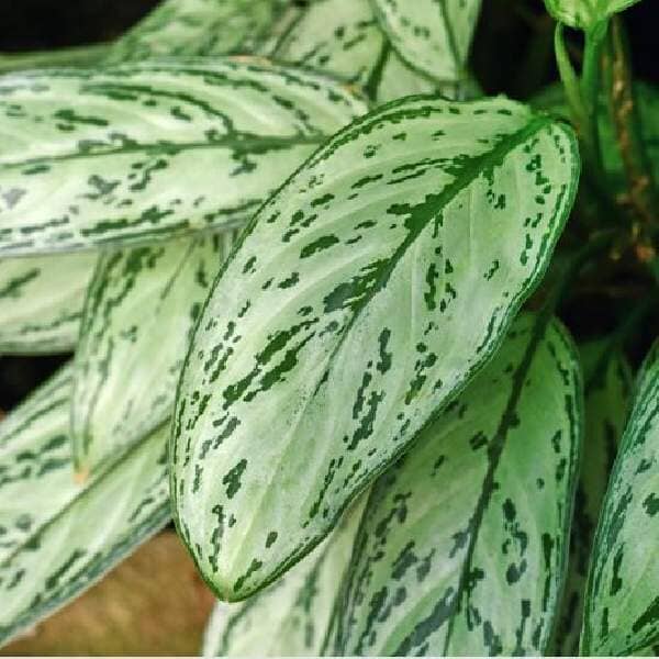 Aglaonema Queen | Chinese Evergreen | Low Maintenance House Plant in 6" pot - Blessings Grow Meadows