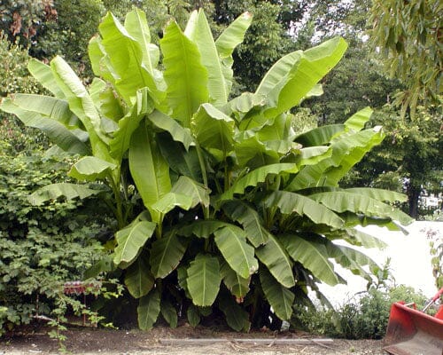 Everglades Farm Basjoo banana plant, cold hardy tropical beauty with lush green leaves and thick stalks, outdoor plant for warm climates.