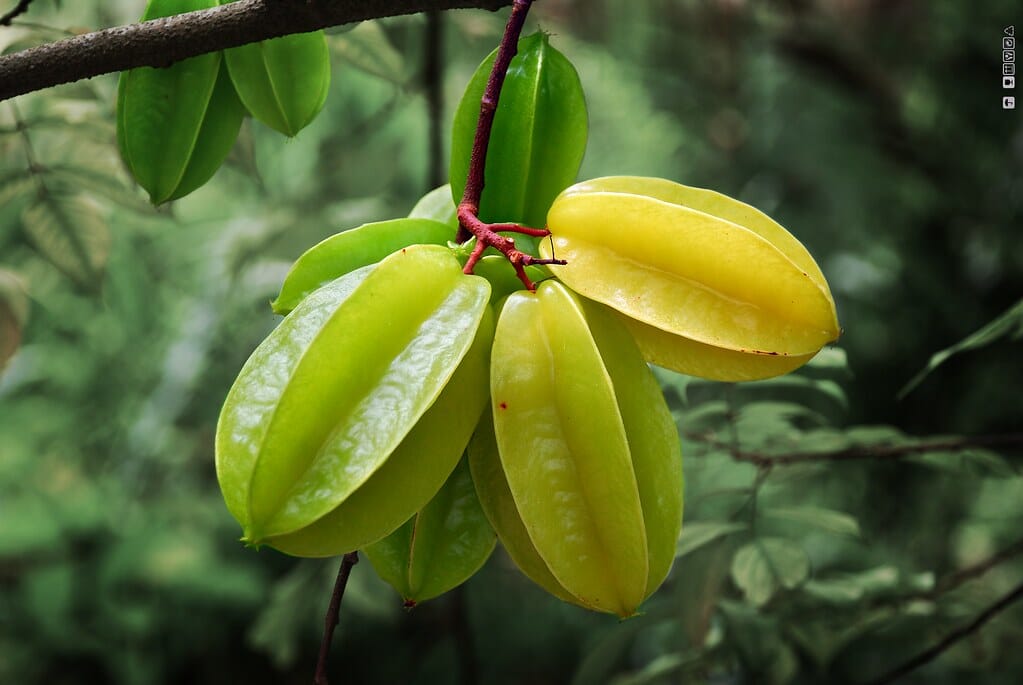 Arkin Star fruit Carambola Fruit Tree, Grafted - Blessings Grow Meadows