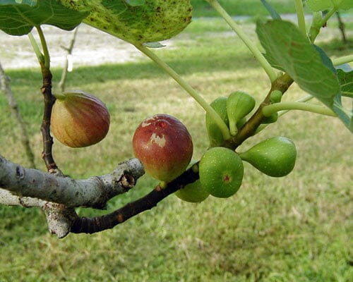Brown Turkey Fig Tree, Dwarf - Blessings Grow Meadows