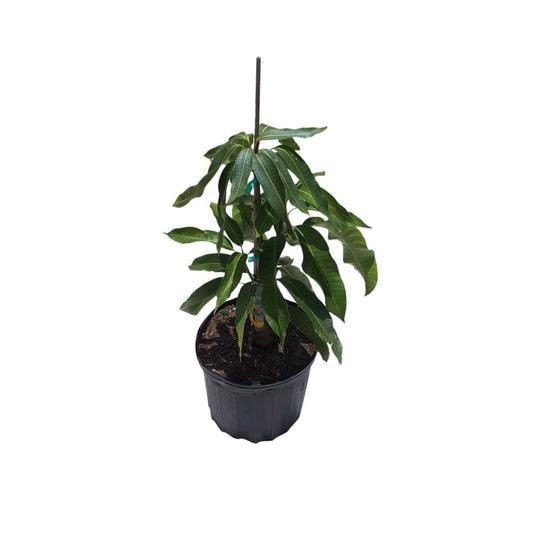 Carrie Dwarf Mango Tree Grafted - Blessings Grow Meadows -
