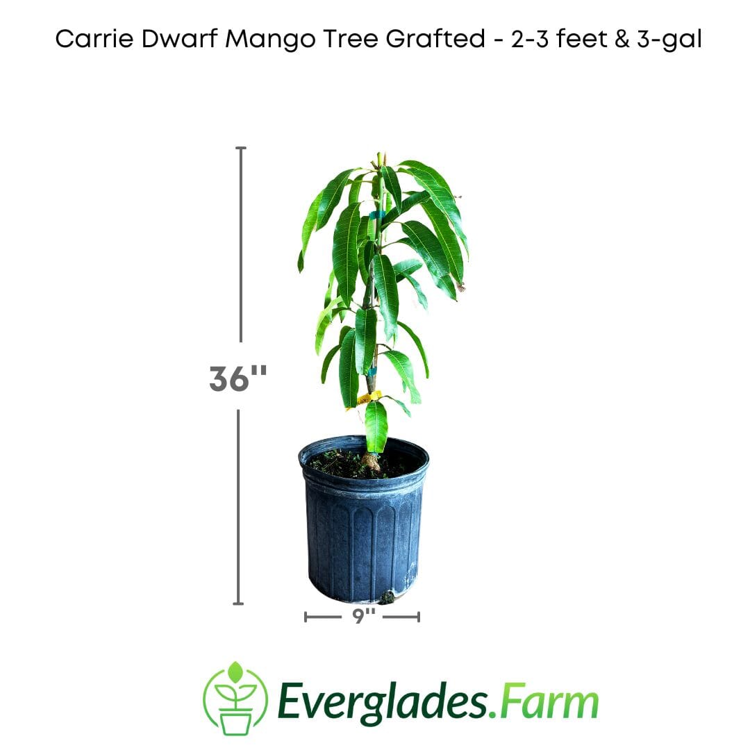 Grafted Carrie Dwarf Mango Tree from Everglades Farm, small 1-2 foot fruit tree in a 1-gallon pot, ready for planting.