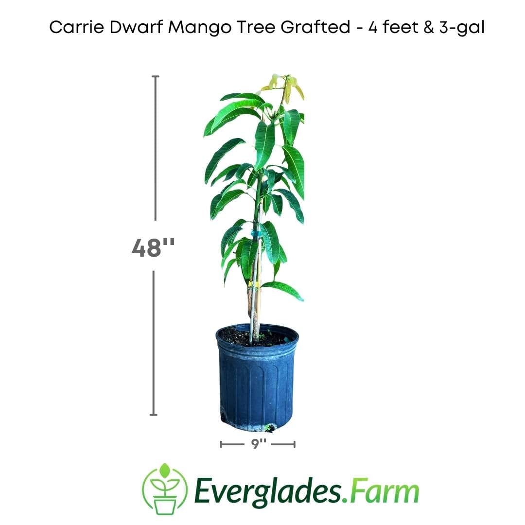 Carrie Dwarf Mango Tree Grafted - Blessings Grow Meadows -