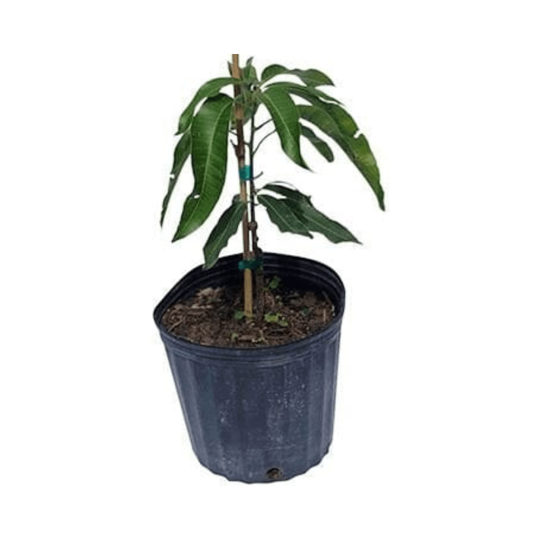 Cogshall Mango Tree Dwarf, Grafted - Blessings Grow Meadows