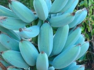 Ice Cream Blue Java Banana Plant - Blessings Grow Meadows -