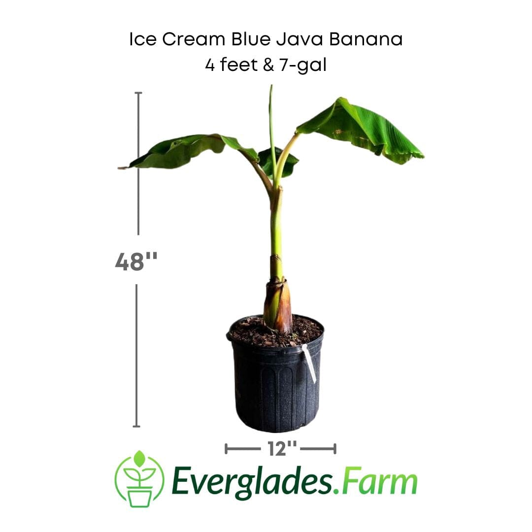 Ice Cream Blue Java Banana Plant - Blessings Grow Meadows -