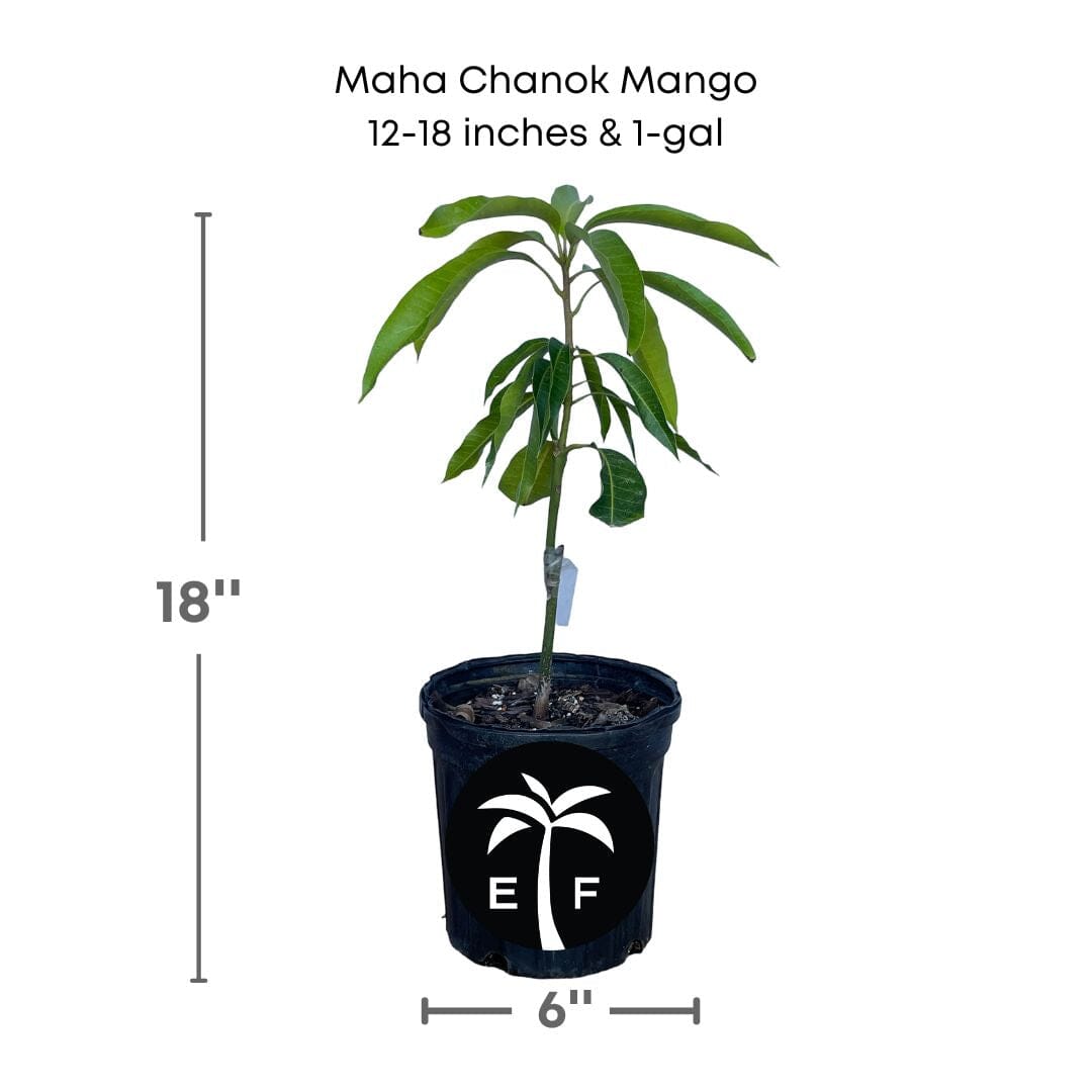Maha Chanok Mango Tree, Grafted - Blessings Grow Meadows