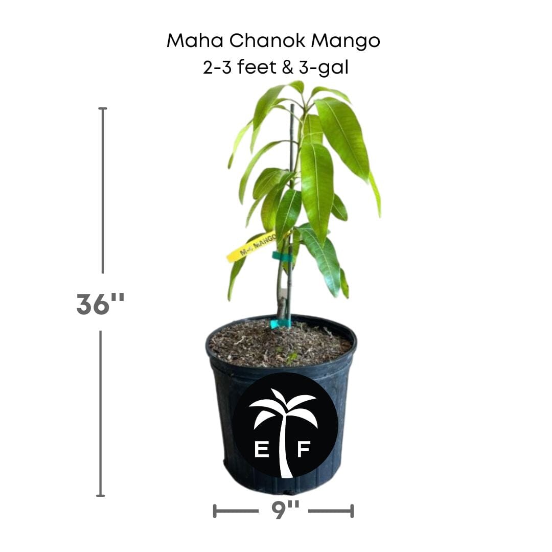 Grafted Maha Chanok mango tree from Everglades Farm, 1-2 feet tall in a 1-gallon container, ready for planting.