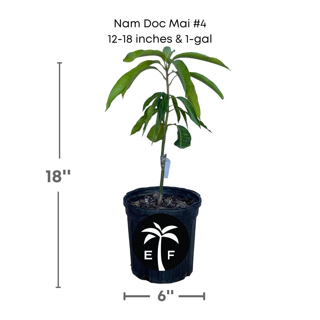Grafted Nam Doc Mai #4 Dwarf Mango Tree from Everglades Farm, 1-2 feet tall, potted fruit tree with lush green leaves.