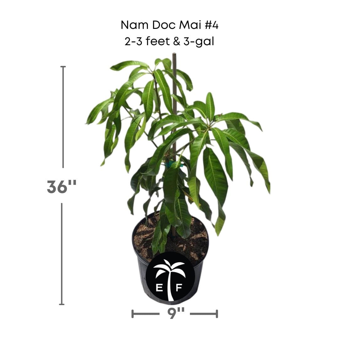 Nam Doc Mai # 4 Dwarf Mango Tree, Grafted - Blessings Grow Meadows
