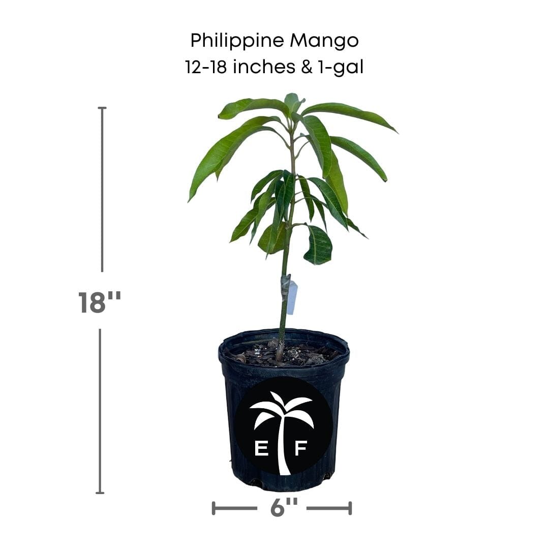 Philippine Filipino Mango Tree, Manila Grafted - Blessings Grow Meadows