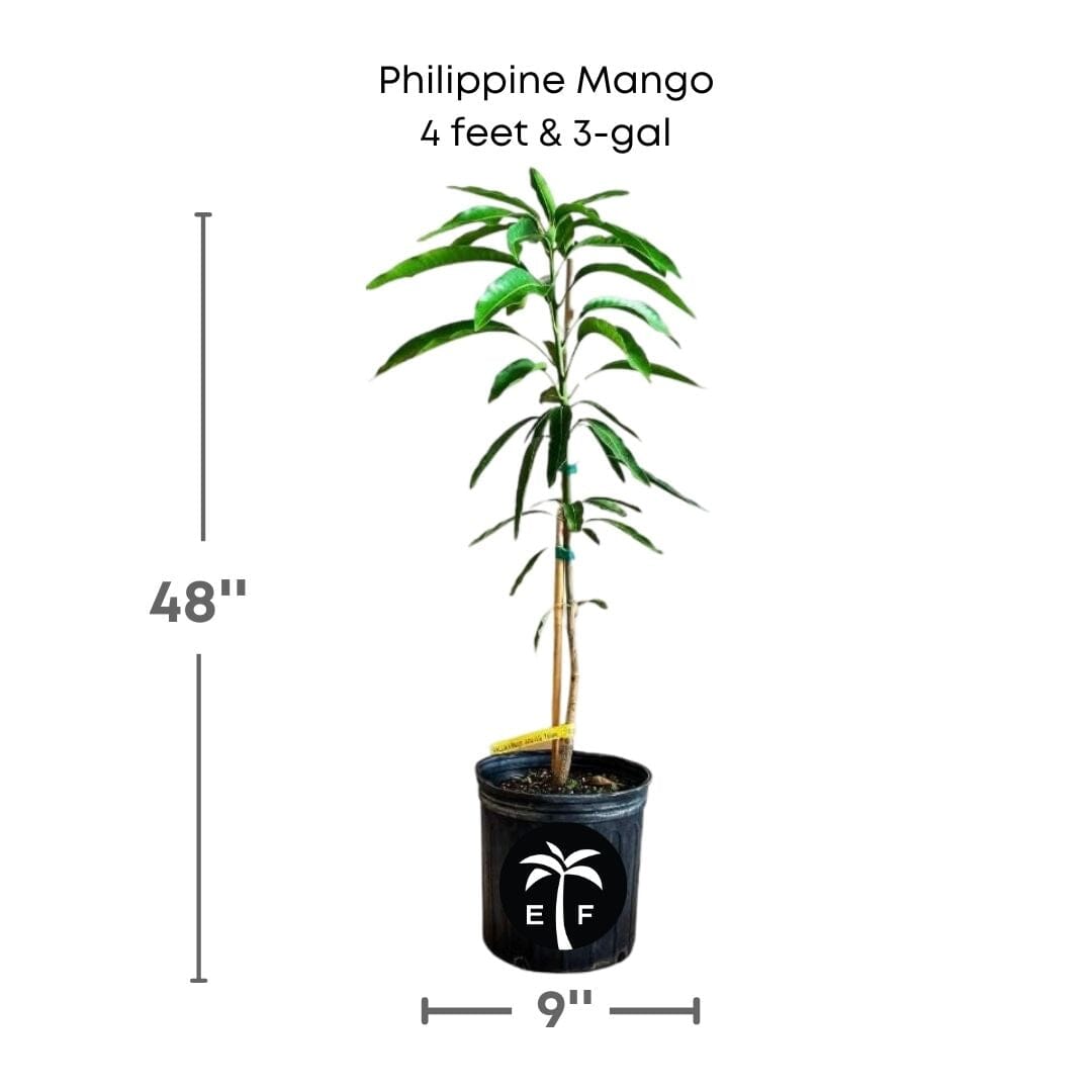Philippine Filipino Mango Tree, Manila Grafted - Blessings Grow Meadows